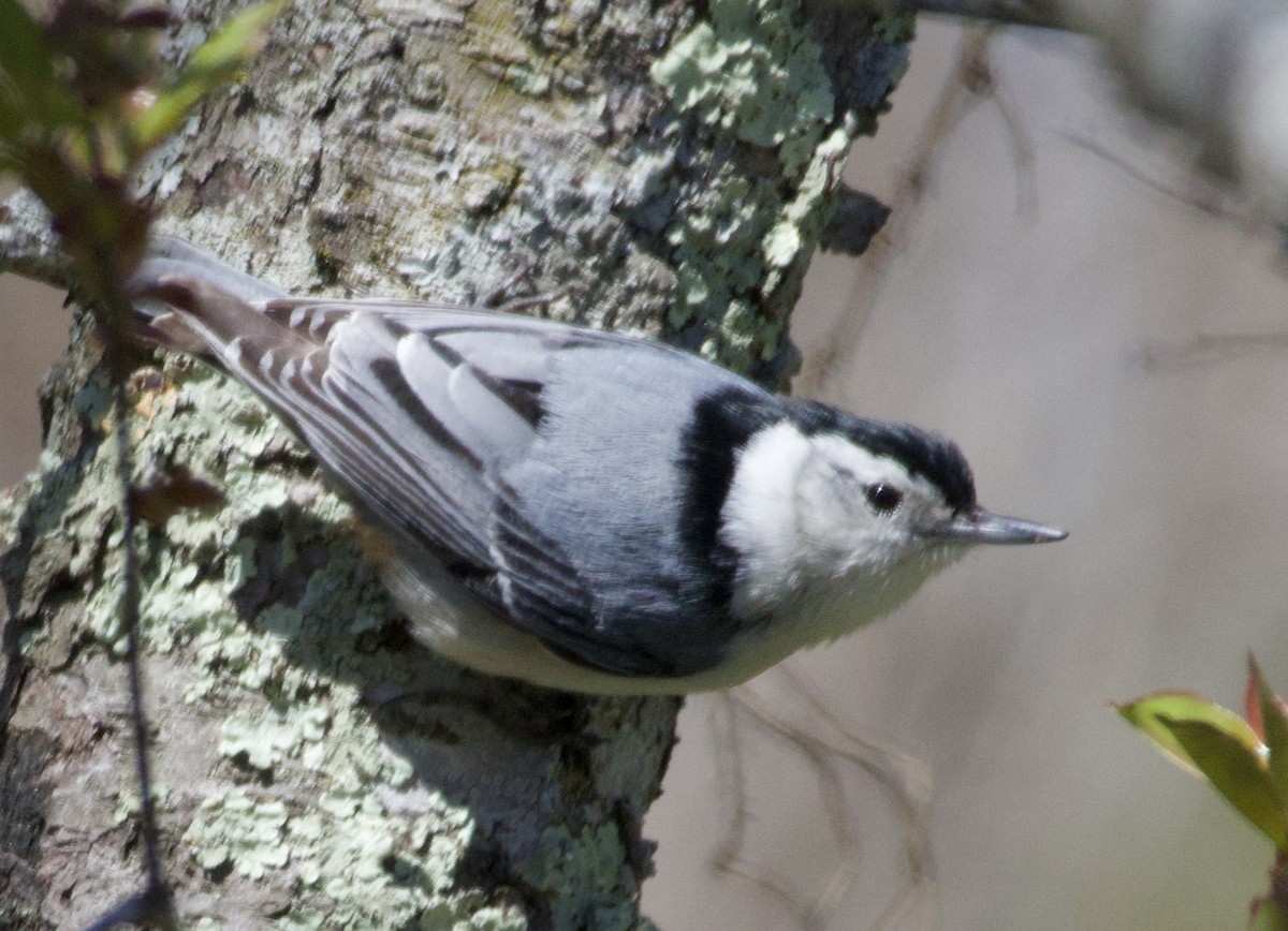 White-breasted Nuthatch - ML619967190