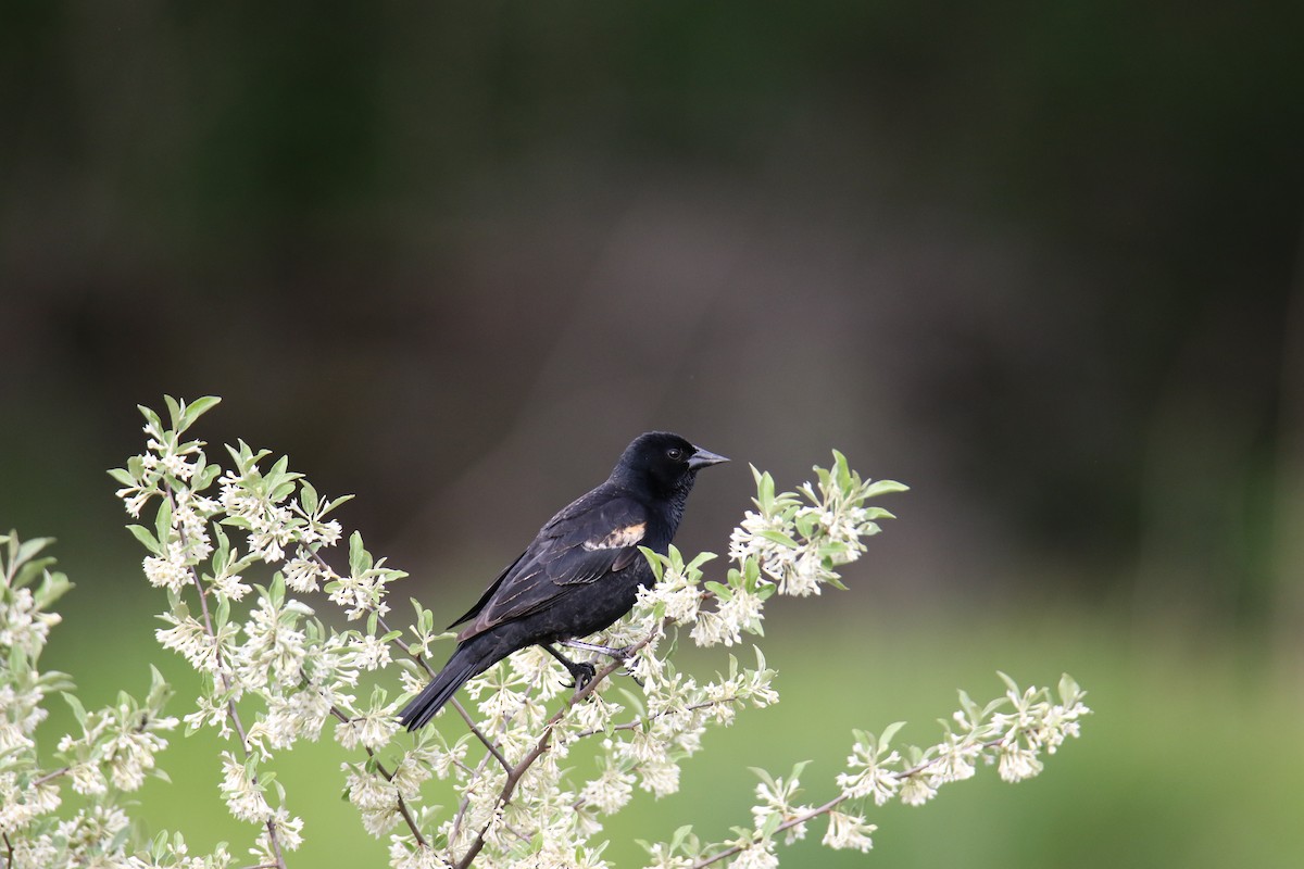 Red-winged Blackbird - ML619967197