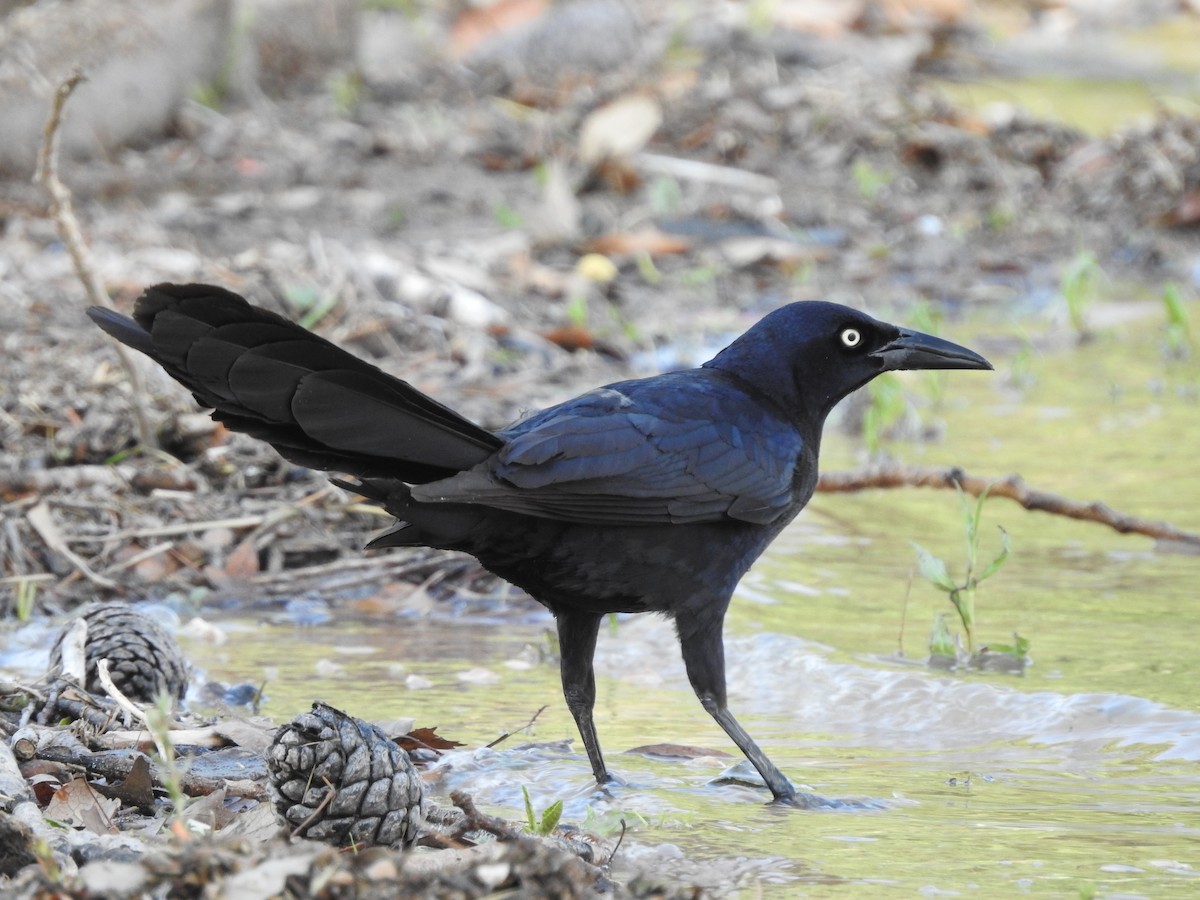 Great-tailed Grackle - ML619967206