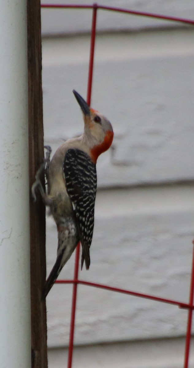 Red-bellied Woodpecker - ML619967224