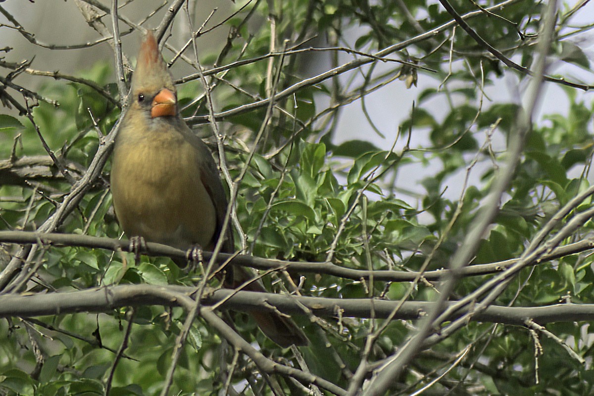 Northern Cardinal - ML619967228