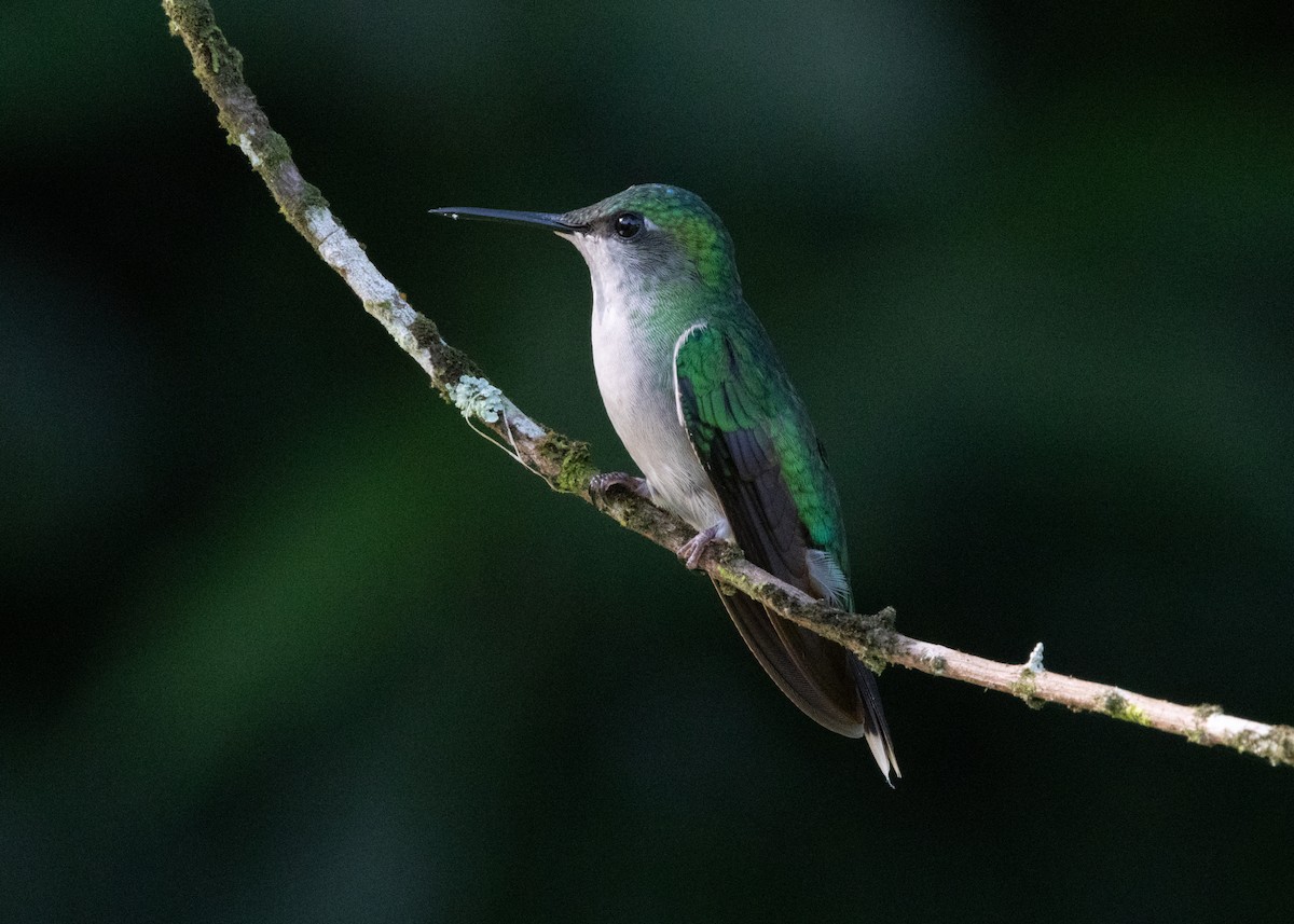 kolibřík fialovotemenný - ML619967253