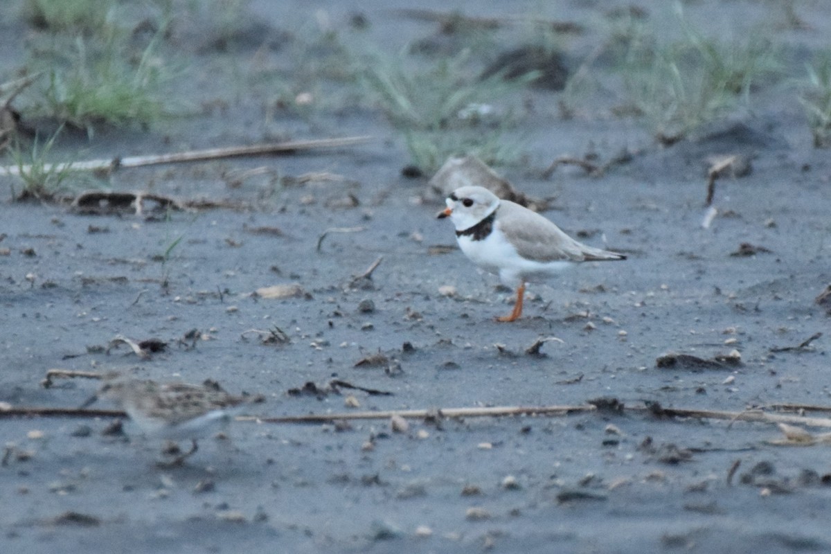 Piping Plover - ML619967254