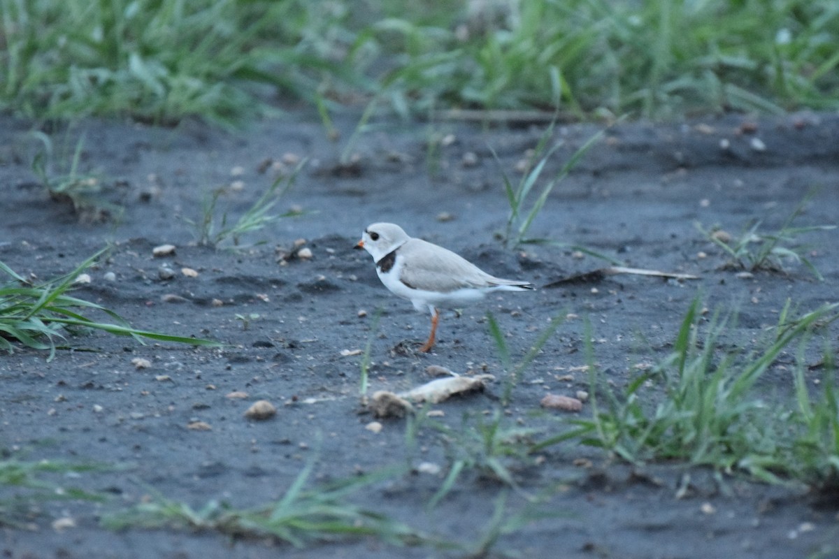 Piping Plover - ML619967255