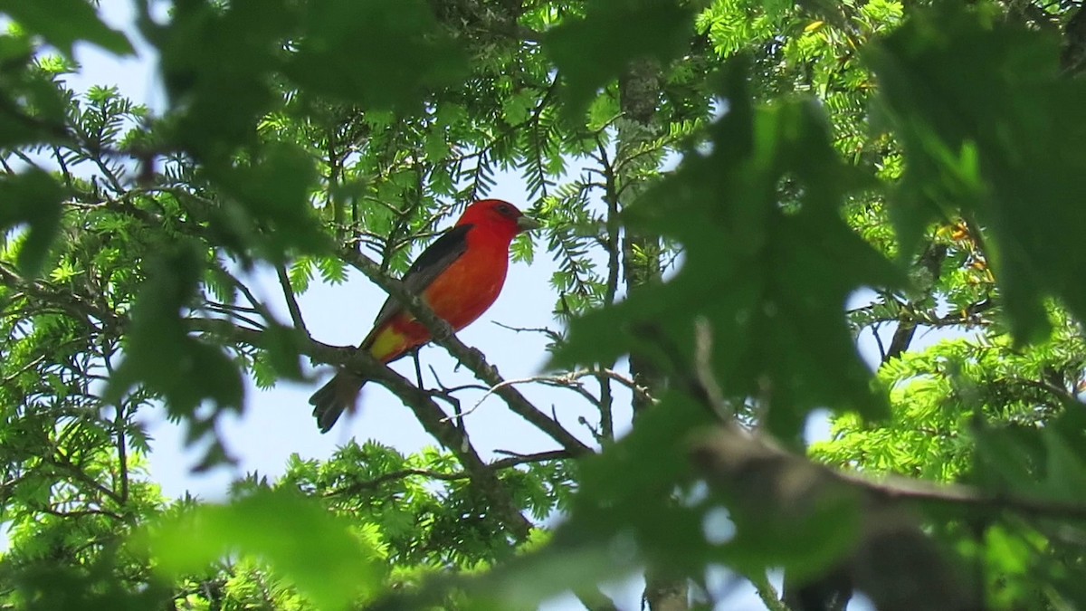 Scarlet Tanager - ML619967258