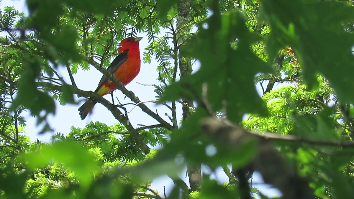 Scarlet Tanager - ML619967260