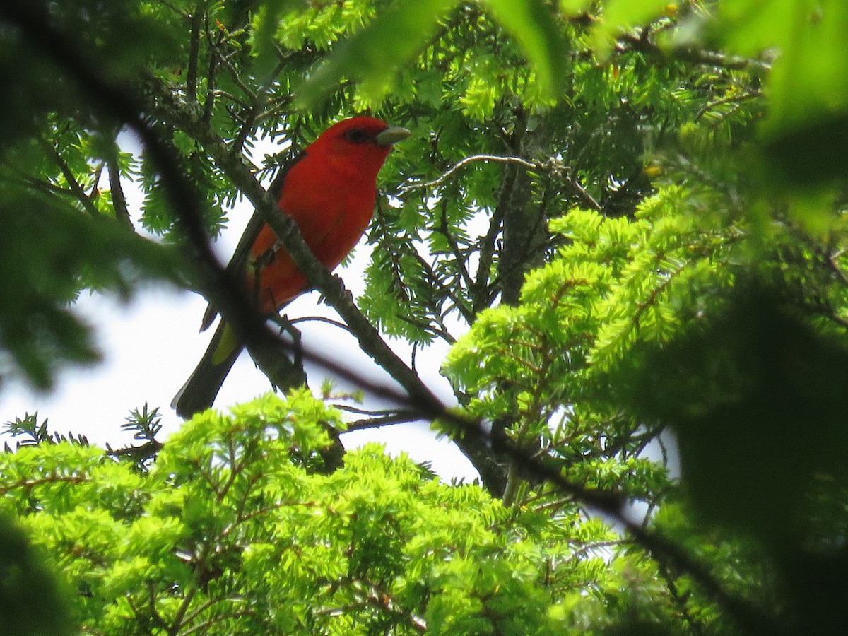 Scarlet Tanager - ML619967262