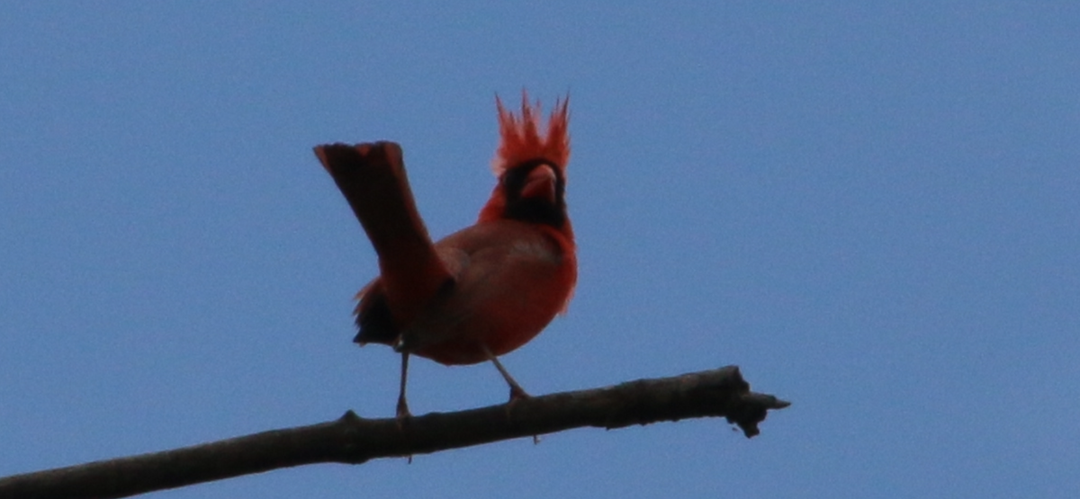 Northern Cardinal - ML619967266