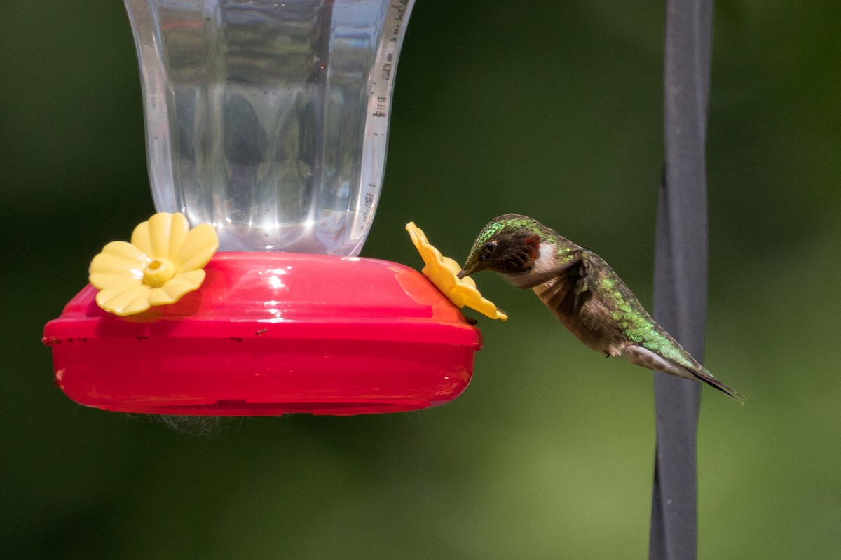 Ruby-throated Hummingbird - ML619967279