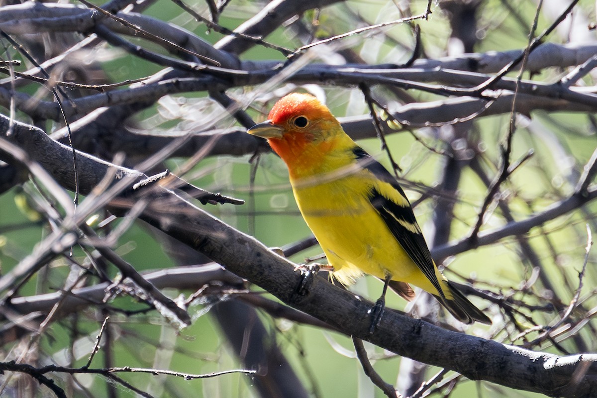 Western Tanager - ML619967282