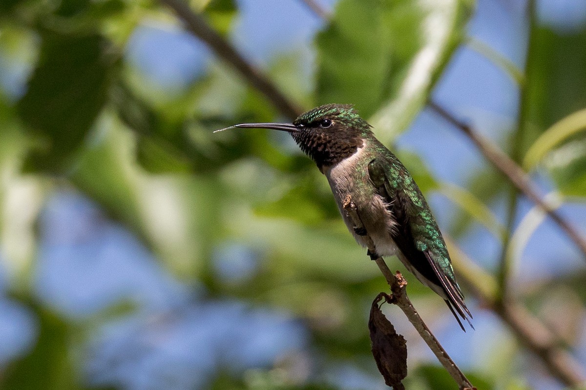 Ruby-throated Hummingbird - ML619967284