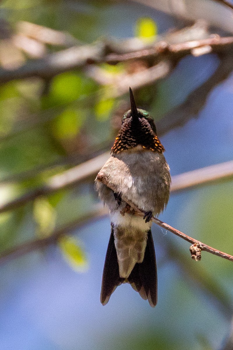 Ruby-throated Hummingbird - ML619967297