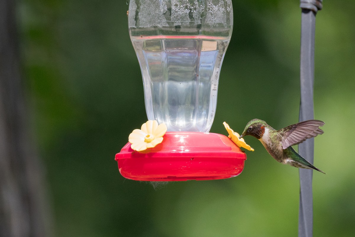 Ruby-throated Hummingbird - ML619967311