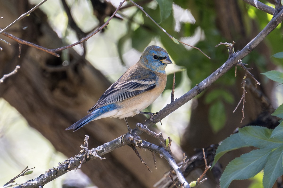 Lazuli Bunting - ML619967312