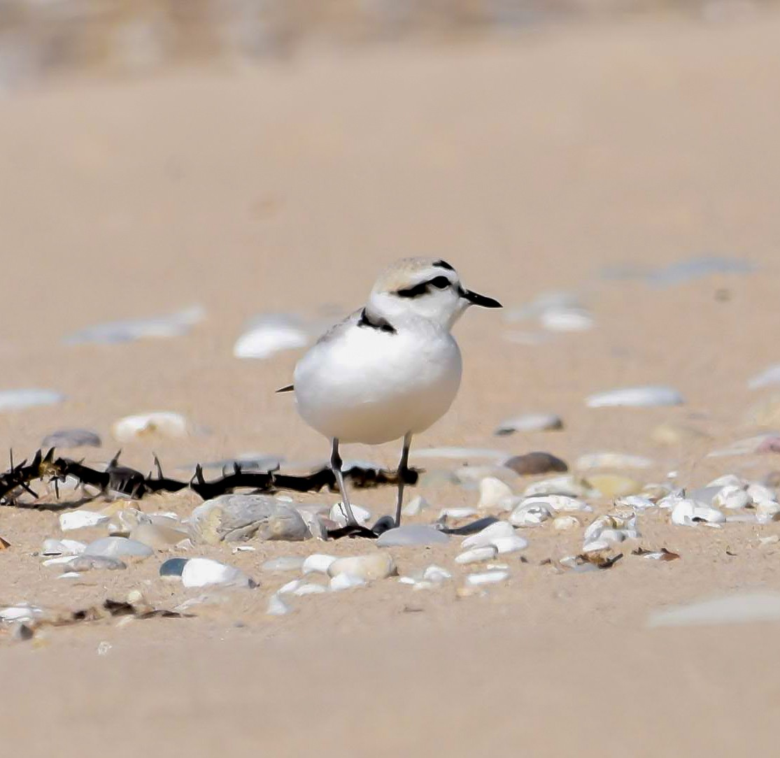 Snowy Plover - ML619967318