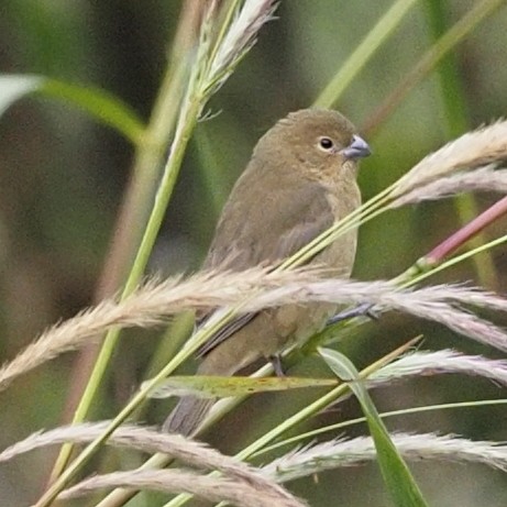 Yellow-bellied Seedeater - ML619967331