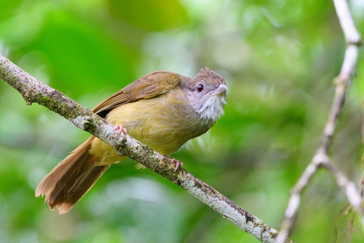 Gray-cheeked Bulbul - ML619967333