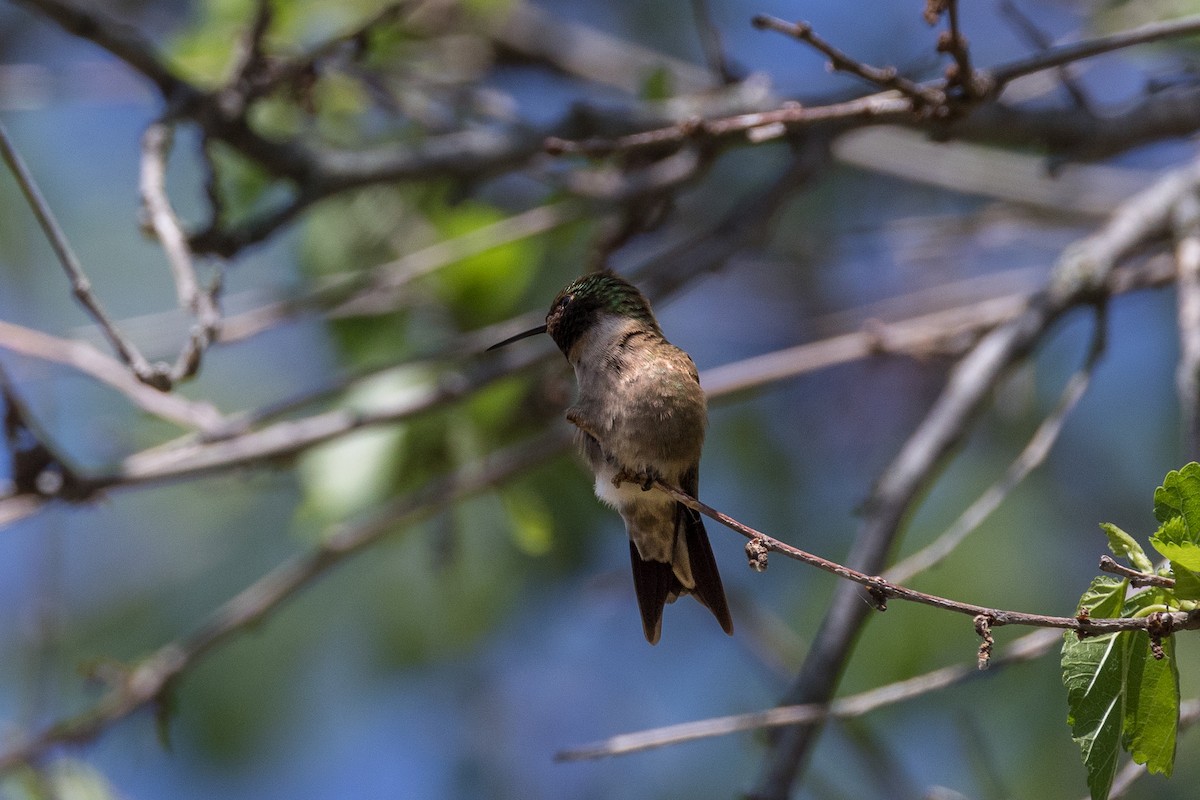 Ruby-throated Hummingbird - ML619967341