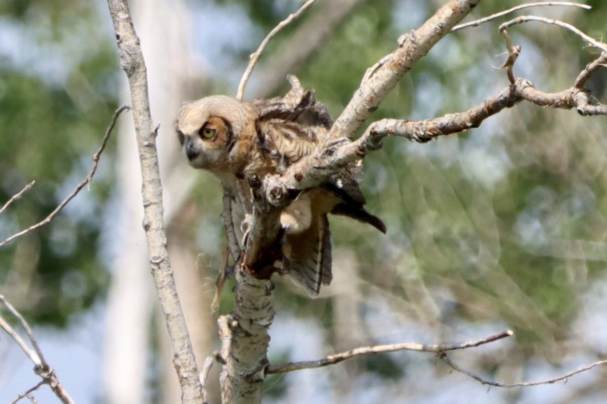 Great Horned Owl - ML619967349