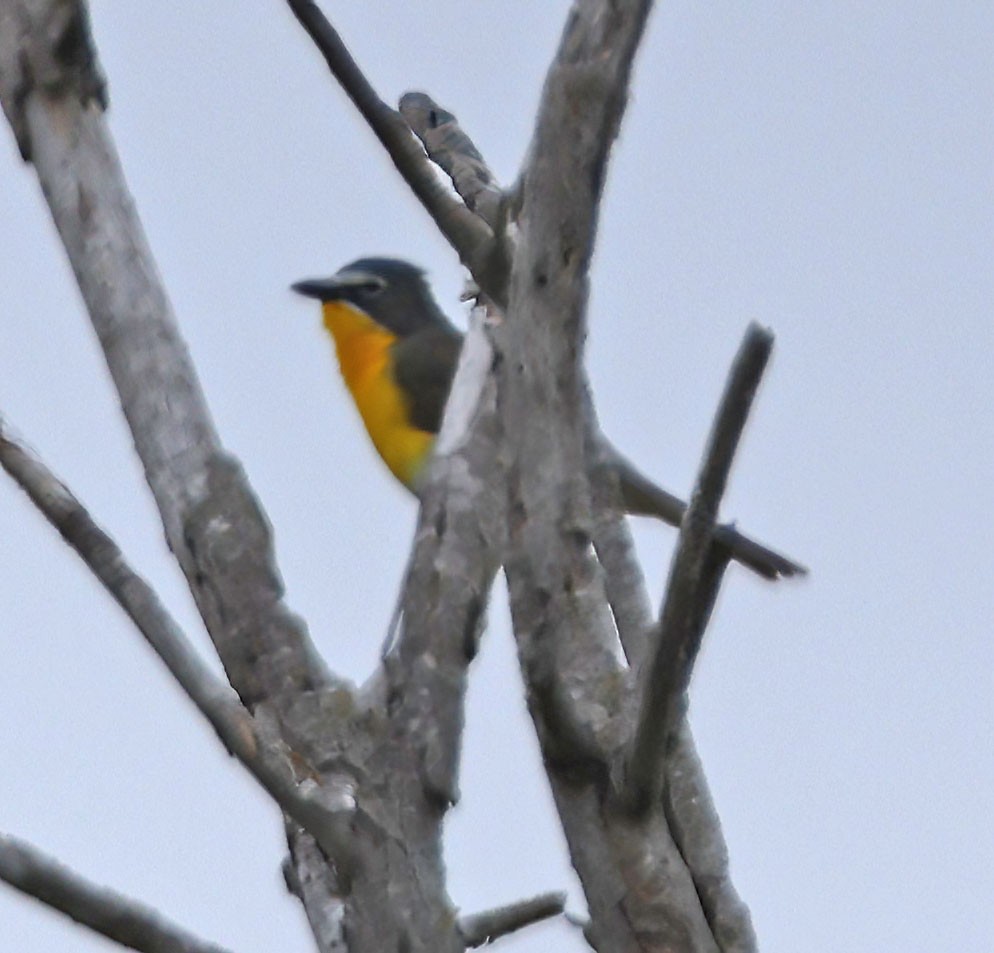 Yellow-breasted Chat - ML619967353
