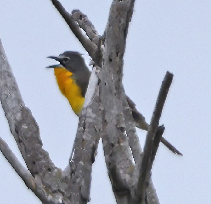 Yellow-breasted Chat - ML619967354