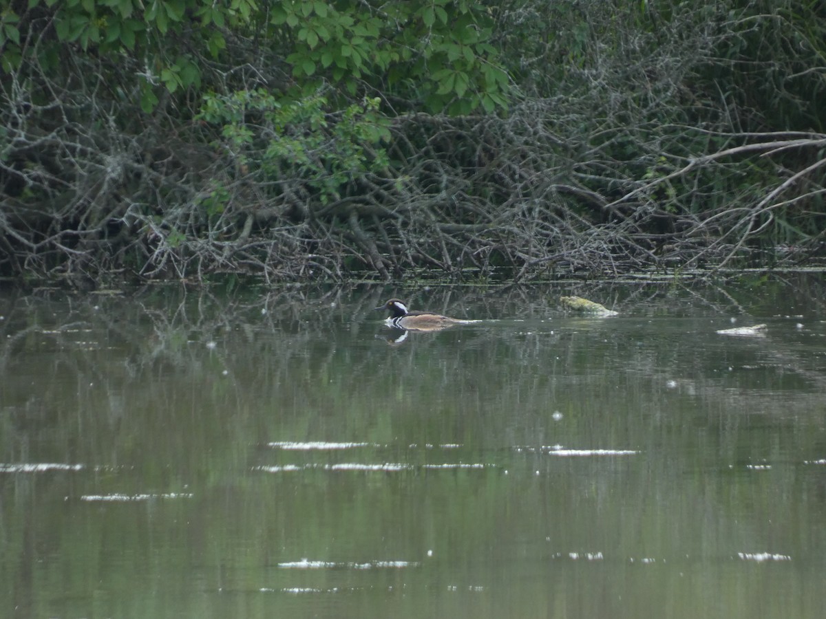 Hooded Merganser - ML619967363