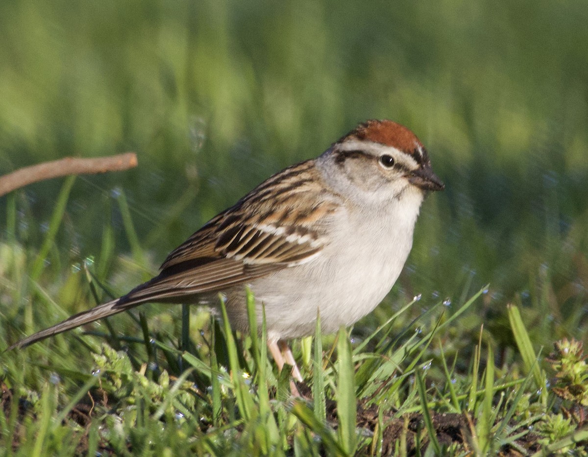 Chipping Sparrow - ML619967364