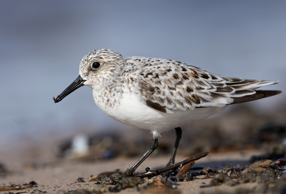 Bécasseau sanderling - ML619967366