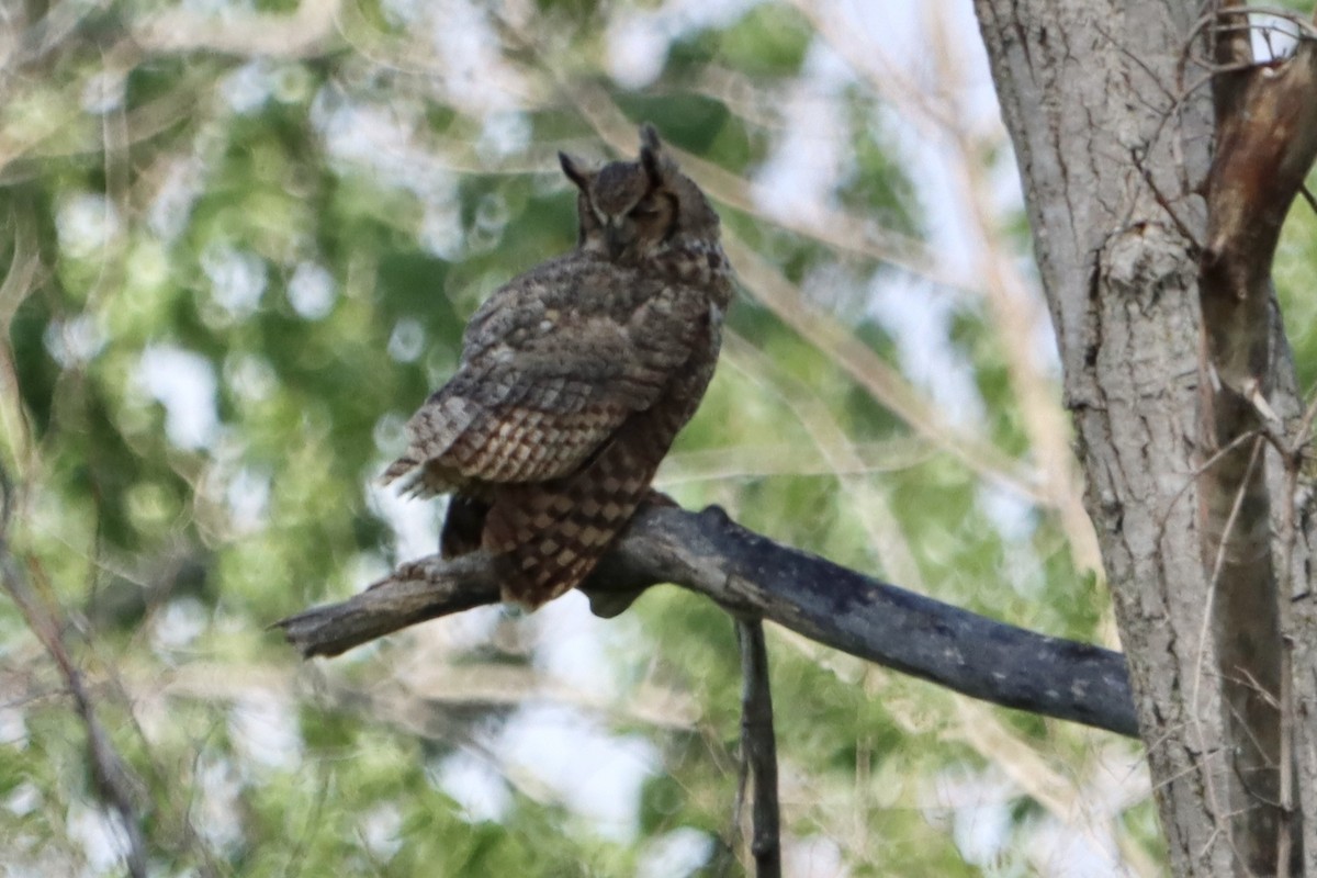 Great Horned Owl - ML619967367