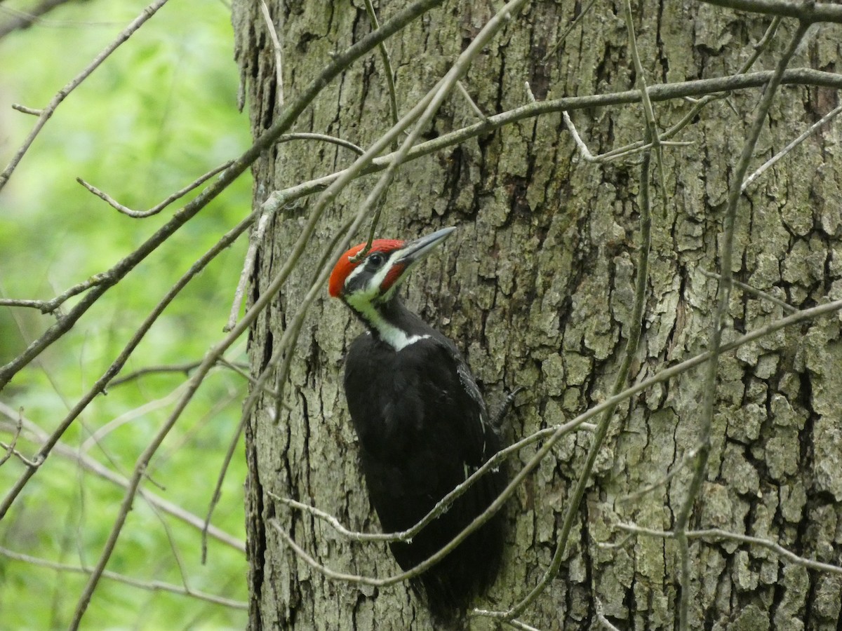 Pileated Woodpecker - ML619967370