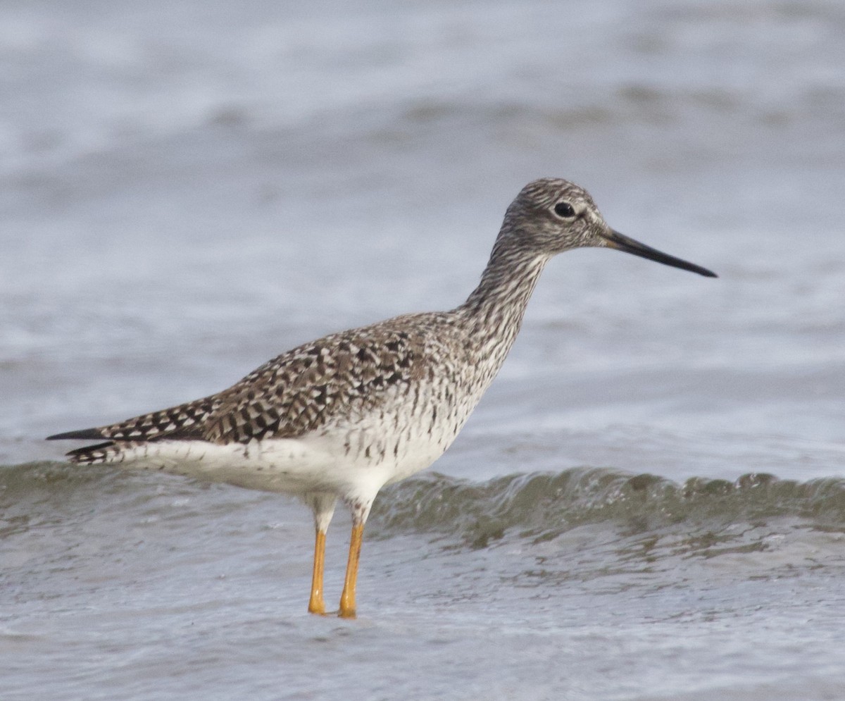 Greater Yellowlegs - ML619967378