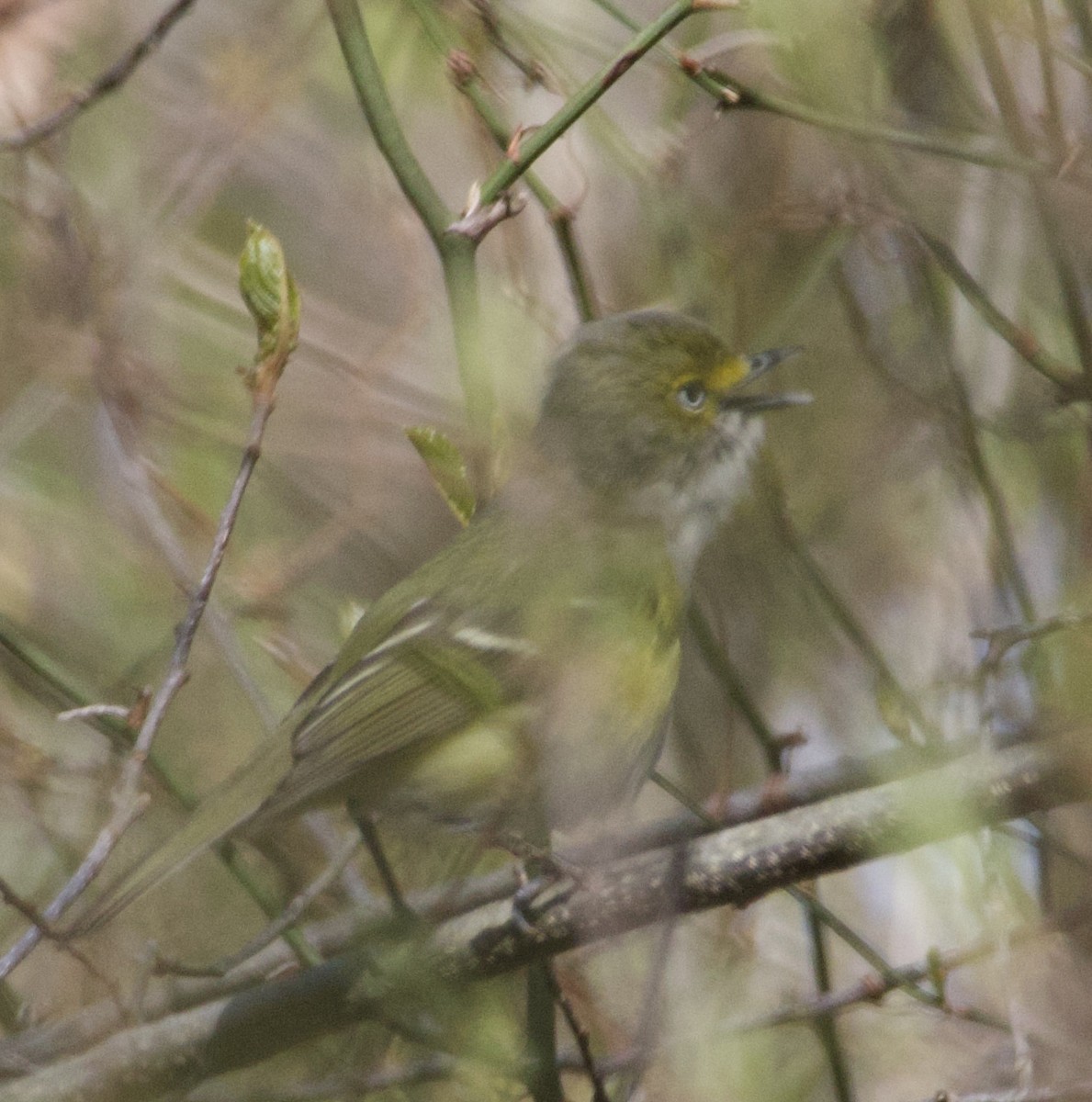 White-eyed Vireo - ML619967383