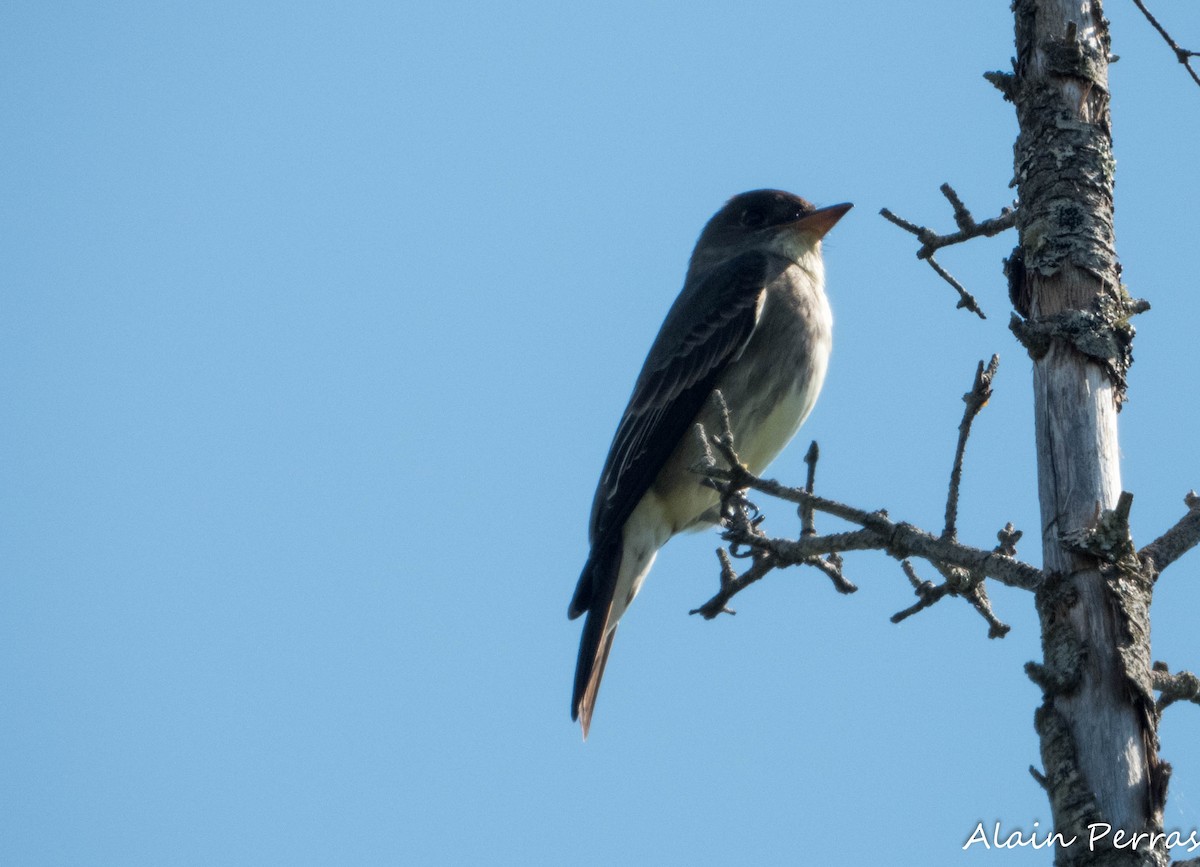 Olive-sided Flycatcher - ML619967388