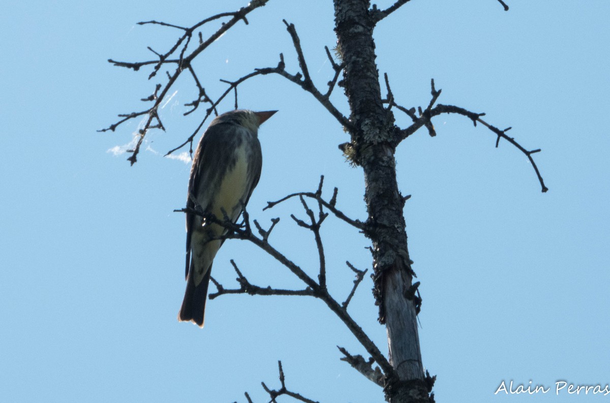 Olive-sided Flycatcher - ML619967389