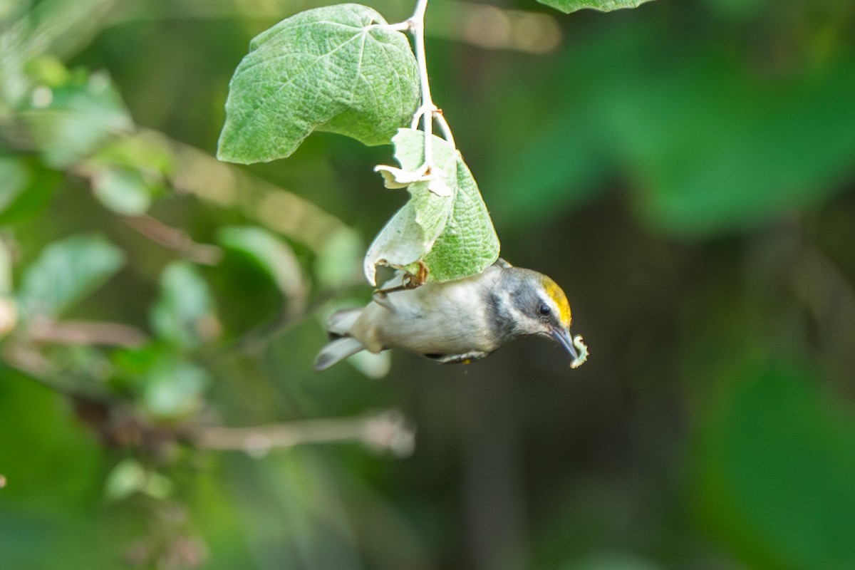 סבכון זהוב-כנף - ML619967390