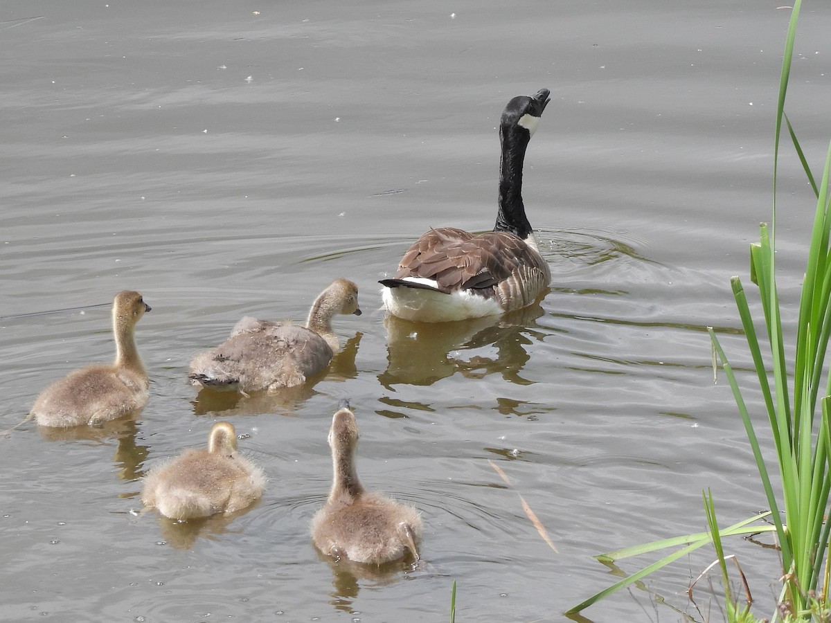 Canada Goose - ML619967391