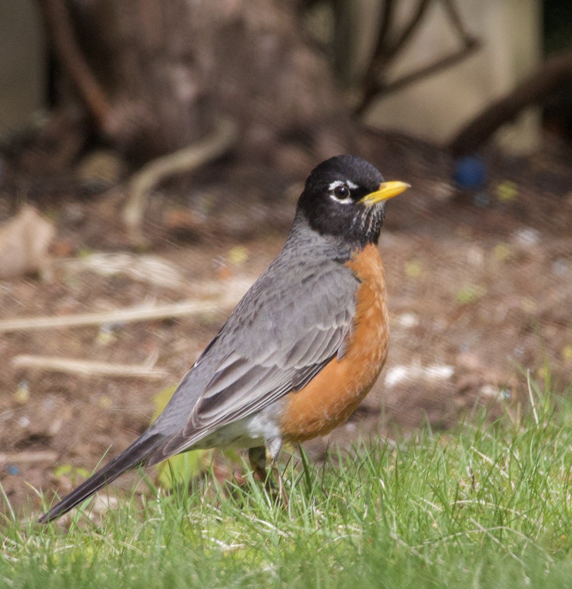 American Robin - ML619967392