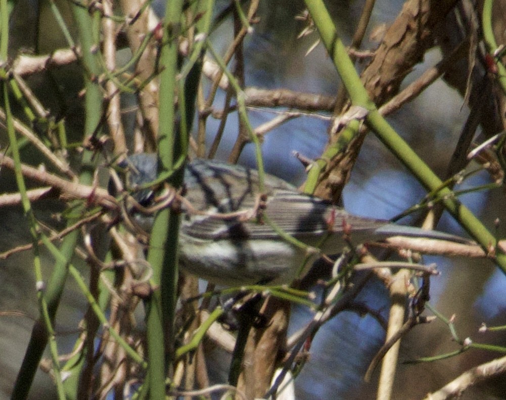 Cerulean Warbler - ML619967400