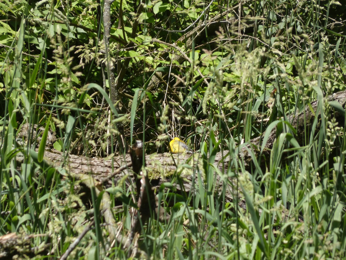Prothonotary Warbler - ML619967402