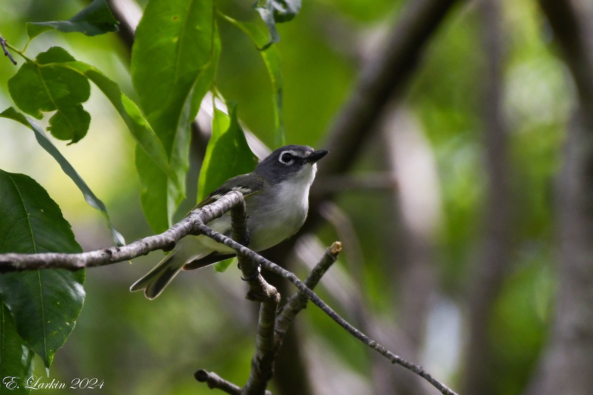 Blue-headed Vireo - Emily Larkin