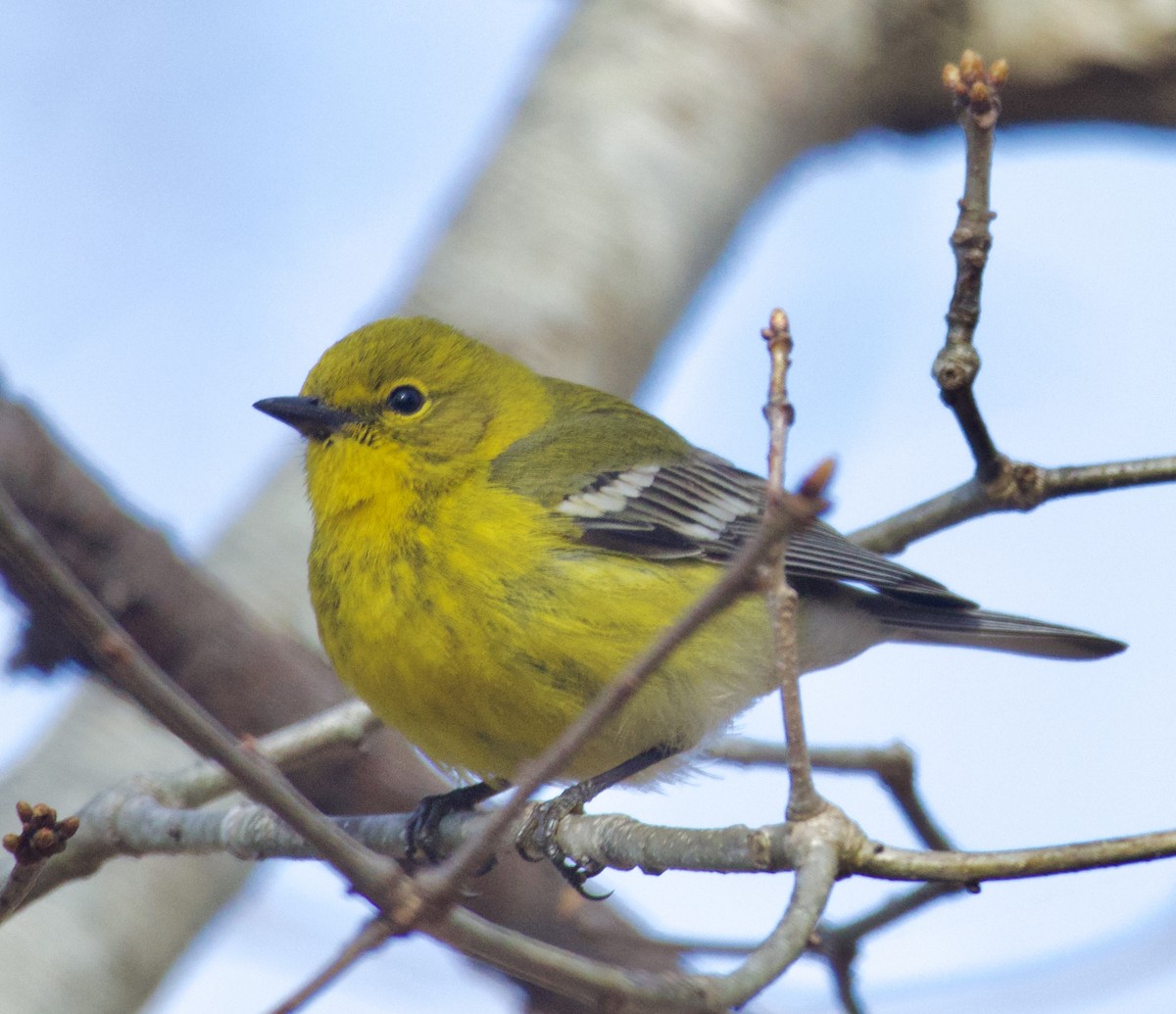 Pine Warbler - Justin Swain