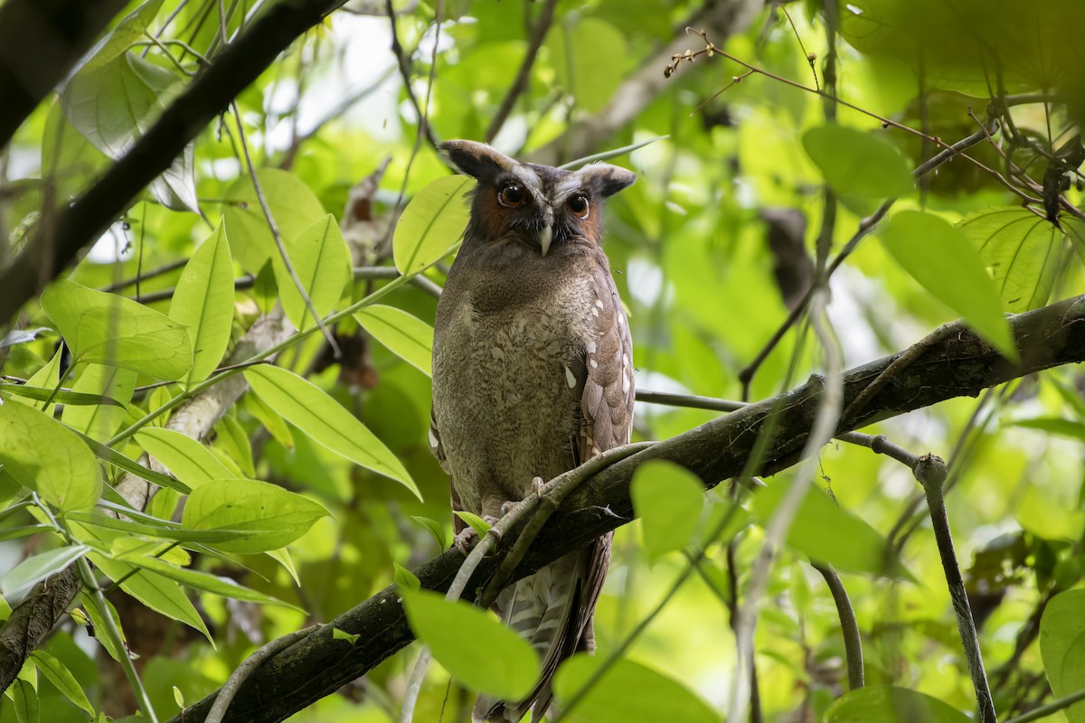 Crested Owl - ML619967427