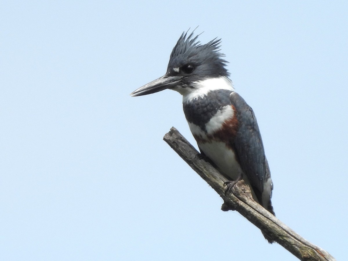 Belted Kingfisher - ML619967432