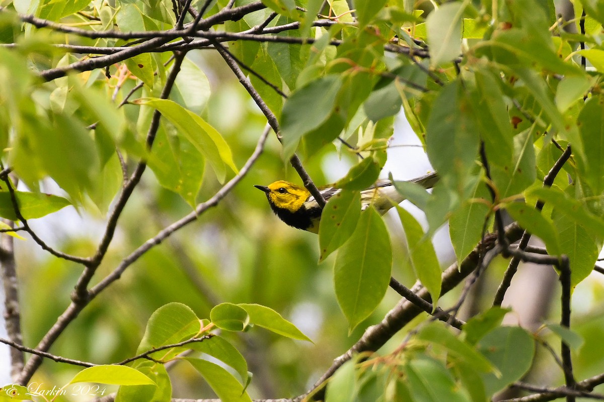 Black-throated Green Warbler - ML619967436