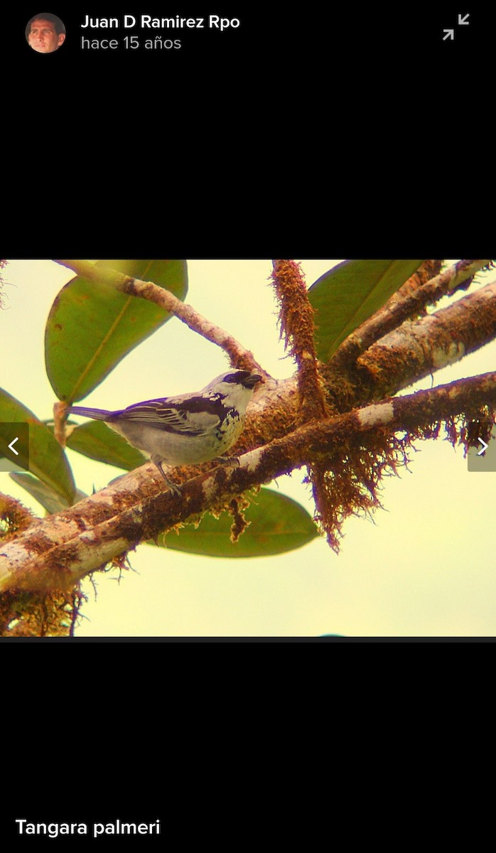 Gray-and-gold Tanager - ML619967439