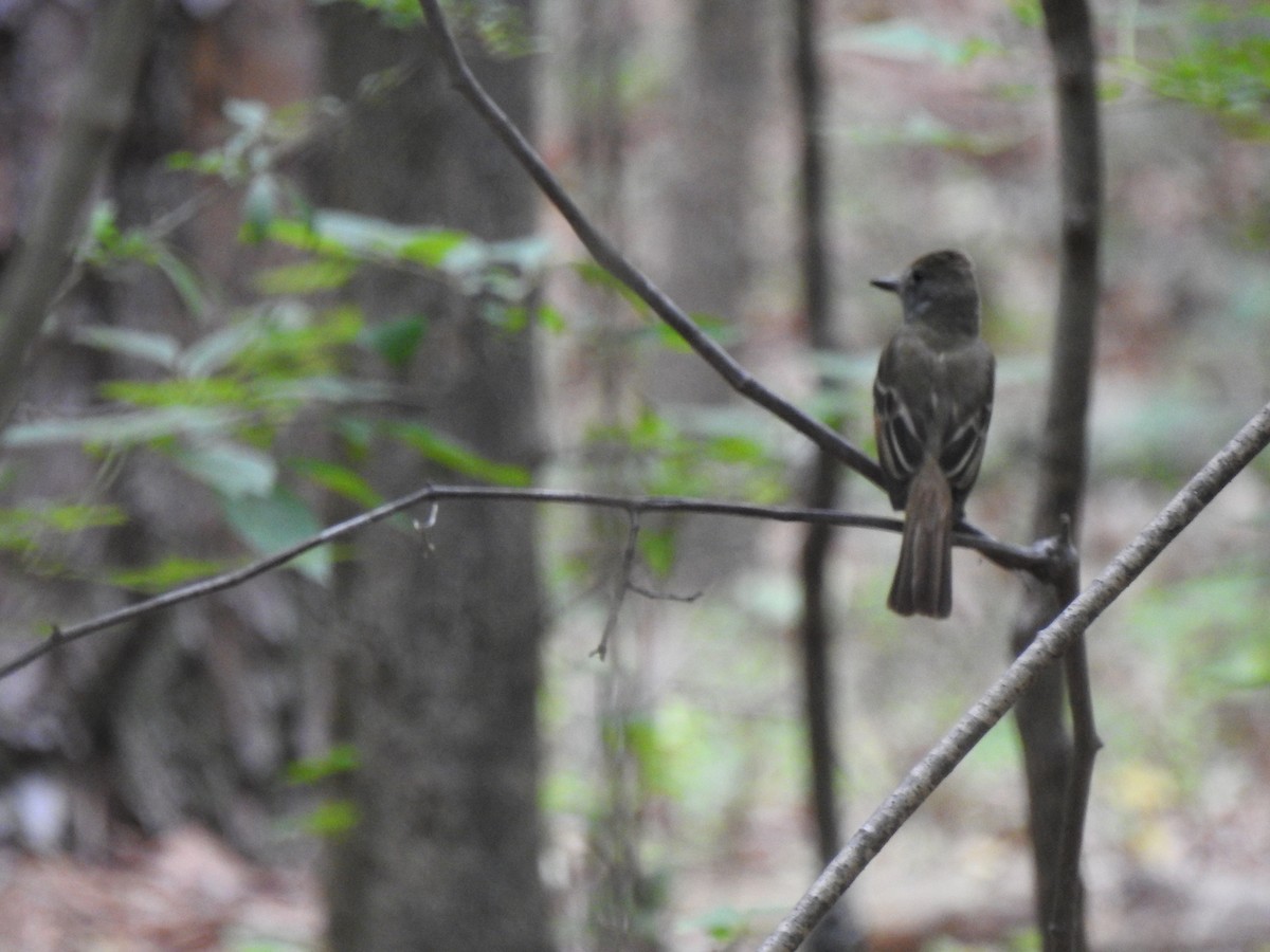 Great Crested Flycatcher - ML619967444