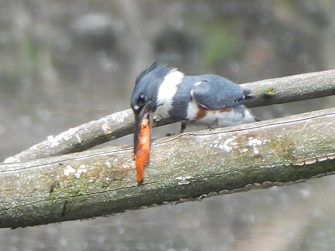 Belted Kingfisher - ML619967446
