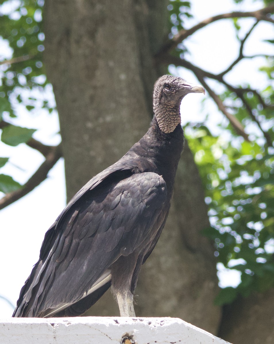 Black Vulture - ML619967470