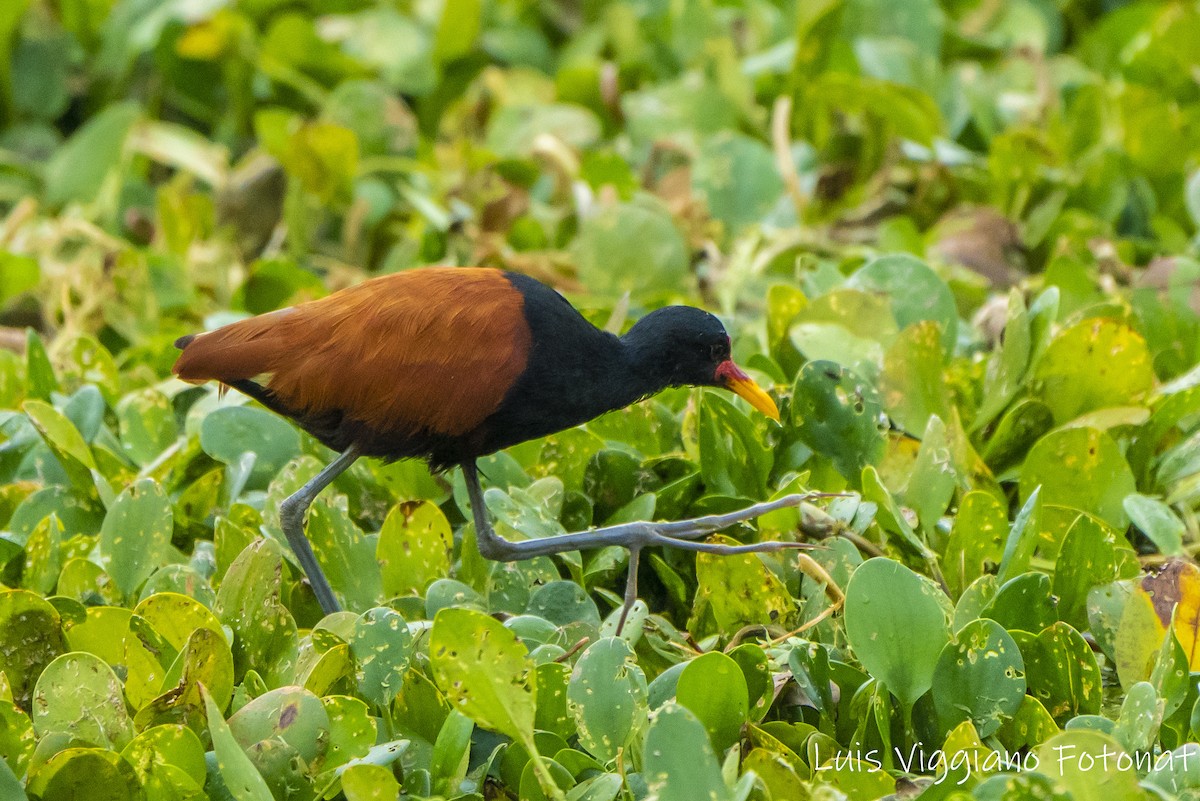 Wattled Jacana - ML619967475