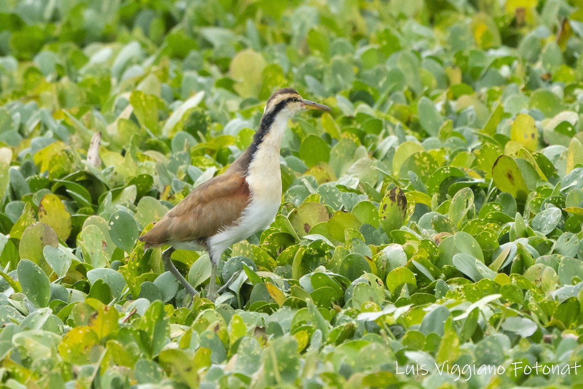 Wattled Jacana - ML619967476